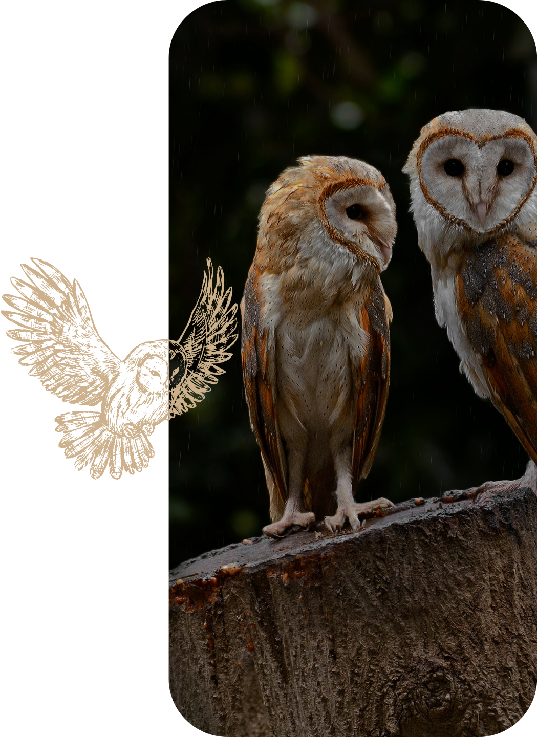 Duo chouettes