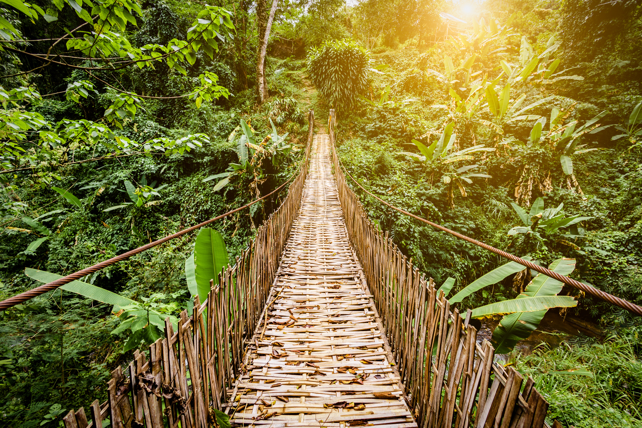 Rainforest bridge
